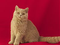 Британские кошки фото картинки