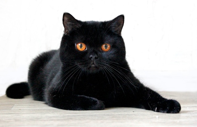 черная кошка британка