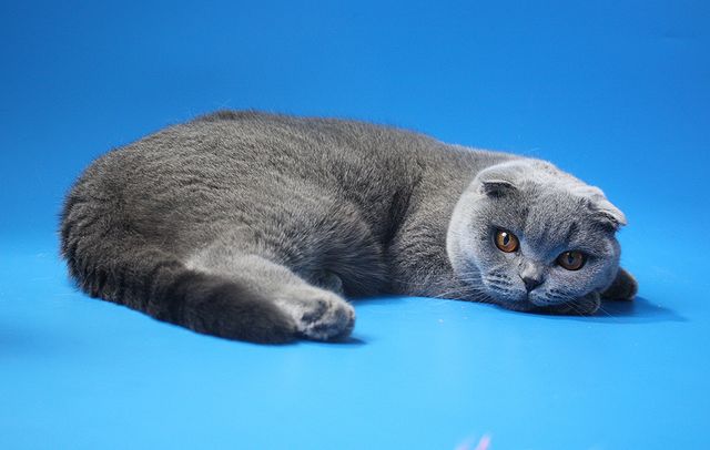  Blue Scottish Fold Голубая шотландская вислоухая кошка - питомник кошек скоттиш фолд и страйт 