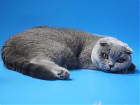  Blue Scottish Fold Голубая шотландская вислоухая кошка - питомник кошек скоттиш фолд и страйт 