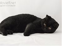 Британская кошка черного окраса 