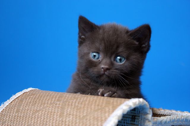 Питомник «Микаэлла» - Шотландский шоколадный котенок