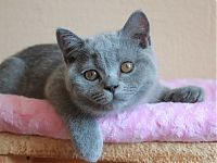 британский голубой котенок