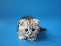 шотландский котенок мрамор на серебре