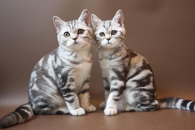 Шотландские котята мраморные (Вискас)