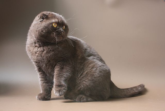 Питомник «Микаэлла» - Шоколадная вислоухая кошка