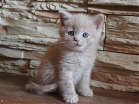 Кремовый британский котенок