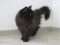 Черный британский длинношерстный котенок