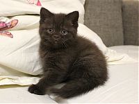 Шоколадный котенок