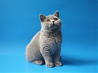 Голубой британский котенок 3 месяца. Элитные котята фото